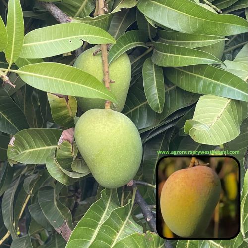 Alphonso mango plants Exotic mango plants Exotic mango fruit plants Exotic mango Thai mango Thailand mango All time mango Red mango Exotic plants Indian mango Indian mango plant Exotic fruit plant Exotic fruit plant nursery Agro nursery West Bengal Agro nursery Fruit plant nursery Plant nursery