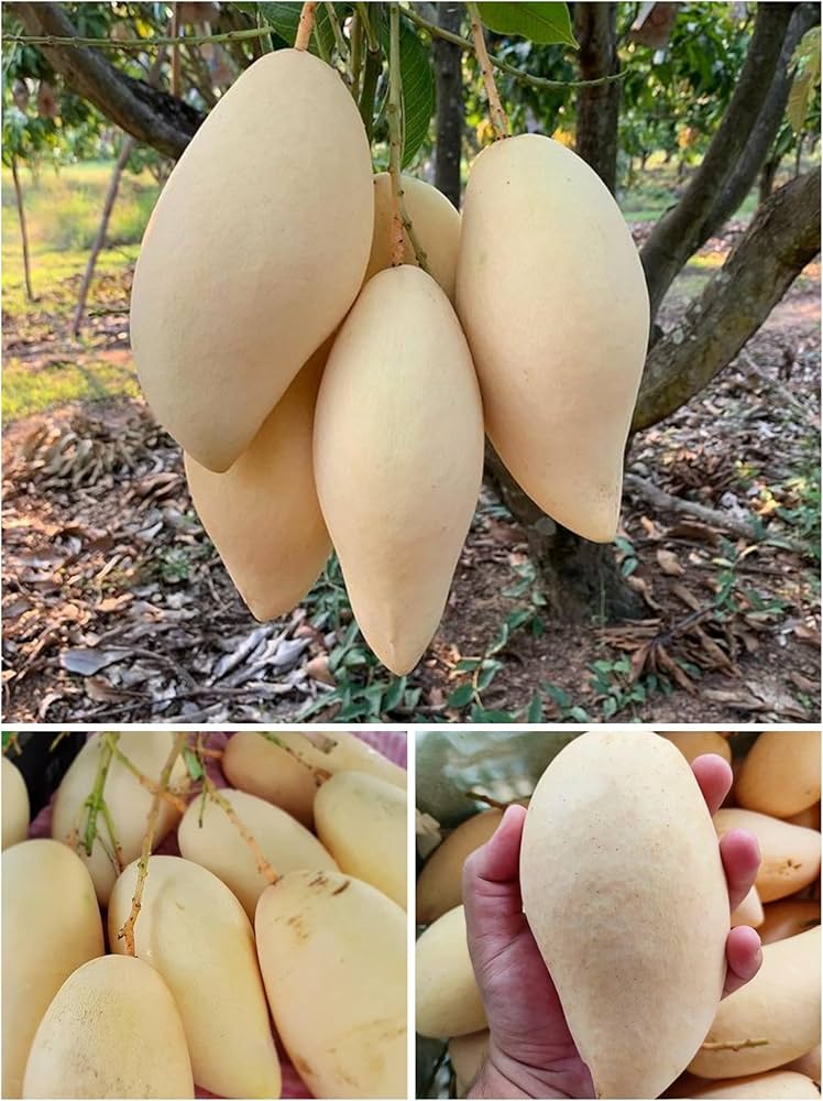 8164gL2cx7L._AC_UF1000,1000_QL80_