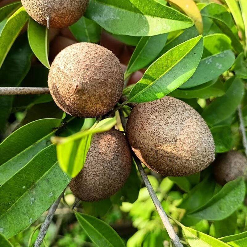 Exotic fruit plants Exotic fruits Exotic fruit plants nursery Exotic nursery Exotic fruit nursery Exotic plants Exotic varieties fruit plants Thai varieties fruit plants Thai varieties plants Thai varieties fruits Gardening fruit plants Gardening fruits Agro nursery West Bengal Agro nursery Nursery Plant nursery Nursery plants Original fruit plants Top quality fruit plants Unique fruit plants Best fruit plants Chiku fruit plants