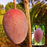 Exotic mango plants Exotic mango fruit plants Exotic mango Thai mango Thailand mango All time mango Red mango Exotic plants Indian mango Indian mango plant Exotic fruit plant Exotic fruit plant nursery Agro nursery West Bengal Agro nursery Fruit plant nursery Plant nursery king of chakapat mango plant