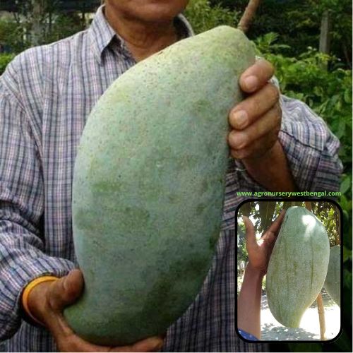 Exotic mango plants Exotic mango fruit plants Exotic mango Thai mango Thailand mango All time mango Red mango Exotic plants Indian mango Indian mango plant Exotic fruit plant Exotic fruit plant nursery Agro nursery West Bengal Agro nursery Fruit plant nursery Plant nursery Brunei King mango plants