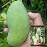 Exotic mango plants Exotic mango fruit plants Exotic mango Thai mango Thailand mango All time mango Red mango Exotic plants Indian mango Indian mango plant Exotic fruit plant Exotic fruit plant nursery Agro nursery West Bengal Agro nursery Fruit plant nursery Plant nursery Thai all time mango plants