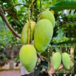 Exotic mango plants Exotic mango fruit plants Exotic mango Thai mango Thailand mango All time mango Red mango Exotic plants Indian mango Indian mango plant Exotic fruit plant Exotic fruit plant nursery Agro nursery West Bengal Agro nursery Fruit plant nursery Plant nursery All time katimon mango