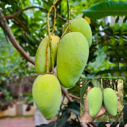 Exotic mango plants Exotic mango fruit plants Exotic mango Thai mango Thailand mango All time mango Red mango Exotic plants Indian mango Indian mango plant Exotic fruit plant Exotic fruit plant nursery Agro nursery West Bengal Agro nursery Fruit plant nursery Plant nursery All time katimon mango