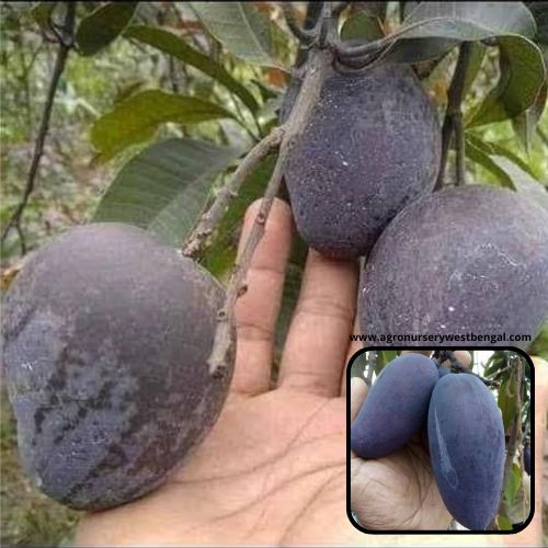 Exotic mango plants Exotic mango fruit plants Exotic mango Thai mango Thailand mango All time mango Red mango Exotic plants Indian mango Indian mango plant Exotic fruit plant Exotic fruit plant nursery Agro nursery West Bengal Agro nursery Fruit plant nursery Plant nursery Black Kasturi mango plants