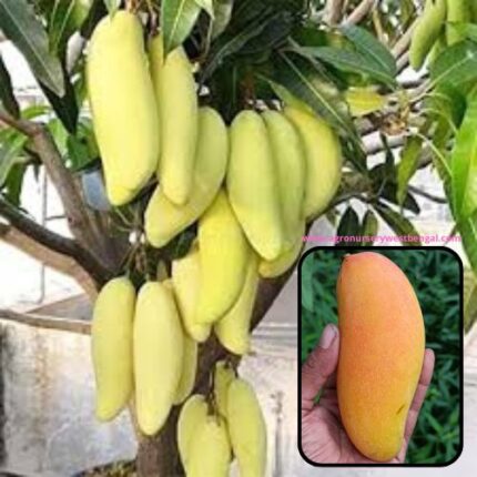 Exotic mango plants Exotic mango fruit plants Exotic mango Thai mango Thailand mango All time mango Red mango Exotic plants Indian mango Indian mango plant Exotic fruit plant Exotic fruit plant nursery Agro nursery West Bengal Agro nursery Fruit plant nursery Plant nursery