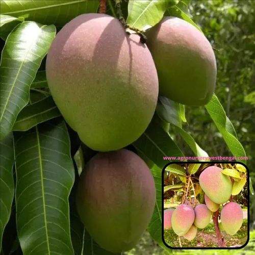 Exotic mango plants Exotic mango fruit plants Exotic mango Thai mango Thailand mango All time mango Red mango Exotic plants Indian mango Indian mango plant Exotic fruit plant Exotic fruit plant nursery Agro nursery West Bengal Agro nursery Fruit plant nursery Plant nursery American Kent mango plants