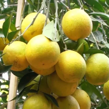 Exotic fruit plants Exotic fruits Exotic fruit plants nursery Exotic nursery Exotic fruit nursery Exotic plants Exotic varieties fruit plants Thai varieties fruit plants Thai varieties plants Thai varieties fruits Gardening fruit plants Gardening fruits Agro nursery West Bengal Agro nursery Nursery Plant nursery Nursery plants Original fruit plants Top quality fruit plants Yellow Malta fruit plants