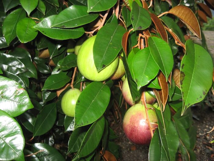 Milk fruit
