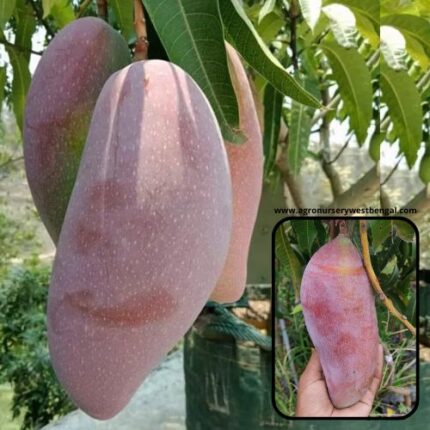 Exotic mango plants Exotic mango fruit plants Exotic mango Thai mango Thailand mango All time mango Red mango Exotic plants Indian mango Indian mango plant Exotic fruit plant Exotic fruit plant nursery Agro nursery West Bengal Agro nursery Fruit plant nursery Plant nursery Thai red Ivory mango plants