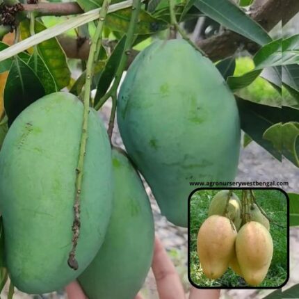 Exotic mango plants Exotic mango fruit plants Exotic mango Thai mango Thailand mango All time mango Red mango Exotic plants Indian mango Indian mango plant Exotic fruit plant Exotic fruit plant nursery Agro nursery West Bengal Agro nursery Fruit plant nursery Plant nursery Bari 11 mango plants