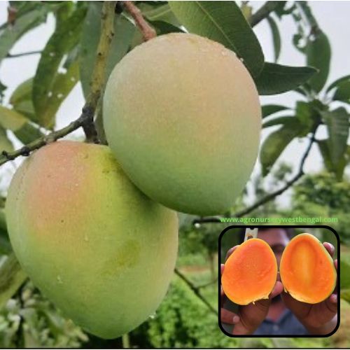Exotic mango plants Exotic mango fruit plants Exotic mango Thai mango Thailand mango All time mango Red mango Exotic plants Indian mango Indian mango plant Exotic fruit plant Exotic fruit plant nursery Agro nursery West Bengal Agro nursery Fruit plant nursery Plant nursery