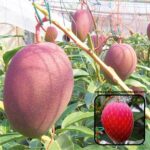 Exotic mango plants Exotic mango fruit plants Exotic mango Thai mango Thailand mango All time mango Red mango Exotic plants Indian mango Indian mango plant Exotic fruit plant Exotic fruit plant nursery Agro nursery West Bengal Agro nursery Fruit plant nursery Plant nursery Miyazaki mango plants