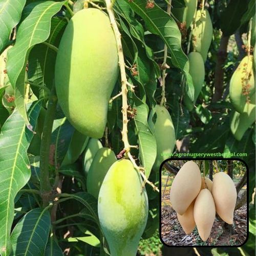 Exotic mango plants Exotic mango fruit plants Exotic mango Thai mango Thailand mango All time mango Red mango Exotic plants Indian mango Indian mango plant Exotic fruit plant Exotic fruit plant nursery Agro nursery West Bengal Agro nursery Fruit plant nursery Plant nursery Naam Dock my Mango plants