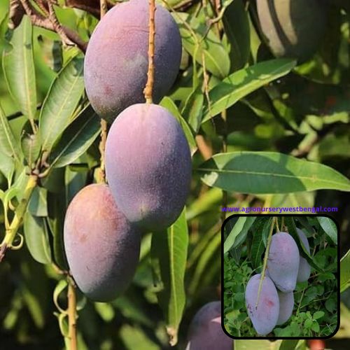 Exotic mango plants Exotic mango fruit plants Exotic mango Thai mango Thailand mango All time mango Red mango Exotic plants Indian mango Indian mango plant Exotic fruit plant Exotic fruit plant nursery Agro nursery West Bengal Agro nursery Fruit plant nursery Plant nursery Pusa Ambica mango plants