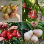4 varieties combo water apple fruit plants