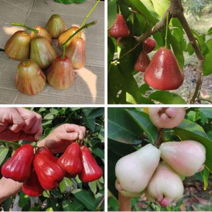 4 varieties combo water apple fruit plants