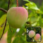 Exotic mango plants Exotic mango fruit plants Exotic mango Thai mango Thailand mango All time mango Red mango Exotic plants Indian mango Indian mango plant Exotic fruit plant Exotic fruit plant nursery Agro nursery West Bengal Agro nursery Fruit plant nursery Plant nursery R2E2 mango plants