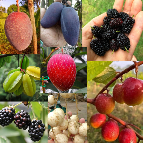 Mix varieties fruit