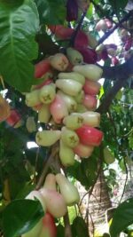 Malai water Apple