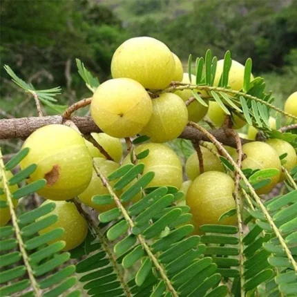 Exotic fruit plants Exotic fruits Exotic fruit plants nursery Exotic nursery Exotic fruit nursery Exotic plants Exotic varieties fruit plants Thai varieties fruit plants Thai varieties plants Thai varieties fruits Gardening fruit plants Gardening fruits Agro nursery West Bengal Agro nursery Nursery Plant nursery Nursery plants Original fruit plants Top quality fruit plants Green Amla fruit plants