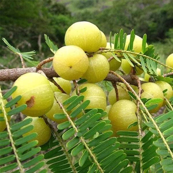 Exotic fruit plants Exotic fruits Exotic fruit plants nursery Exotic nursery Exotic fruit nursery Exotic plants Exotic varieties fruit plants Thai varieties fruit plants Thai varieties plants Thai varieties fruits Gardening fruit plants Gardening fruits Agro nursery West Bengal Agro nursery Nursery Plant nursery Nursery plants Original fruit plants Top quality fruit plants Green Amla fruit plants