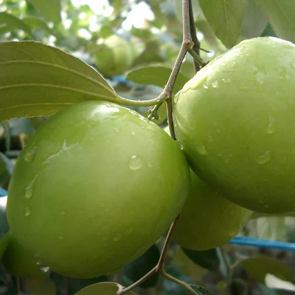 Exotic fruit plants Exotic fruits Exotic fruit plants nursery Exotic nursery Exotic fruit nursery Exotic plants Exotic varieties fruit plants Thai varieties fruit plants Thai varieties plants Thai varieties fruits Gardening fruit plants Gardening fruits Agro nursery West Bengal Agro nursery Nursery Plant nursery Nursery plants Original fruit plants Top quality fruit plants Unique fruit plants Best fruit plants Green apple ber fruit plants