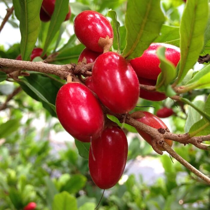 Exotic fruit plants Exotic fruits Exotic fruit plants nursery Exotic nursery Exotic fruit nursery Exotic plants Exotic varieties fruit plants Thai varieties fruit plants Thai varieties plants Thai varieties fruits Gardening fruit plants Gardening fruits Agro nursery West Bengal Agro nursery Nursery Plant nursery Nursery plants Original fruit plants Top quality fruit plants Unique fruit plants Best fruit plants Beautiful fruit plants Latest fruit plants Indian varieties fruit plants Paudhe wale Exotic flora Miracle fruit plants