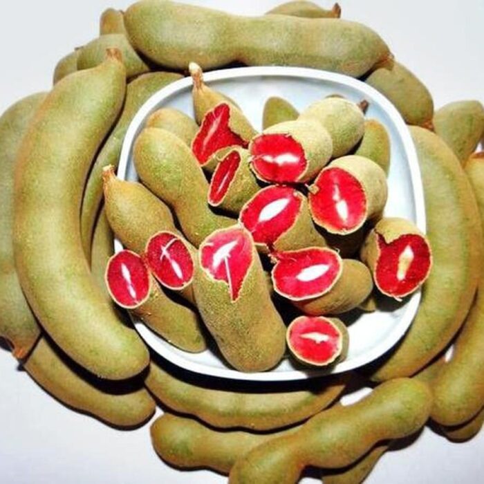 Exotic fruit plants Exotic fruits Exotic fruit plants nursery Exotic nursery Exotic fruit nursery Exotic plants Exotic varieties fruit plants Thai varieties fruit plants Thai varieties plants Thai varieties fruits Gardening fruit plants Gardening fruits Agro nursery West Bengal Agro nursery Nursery Plant nursery Nursery plants Original fruit plants Top quality fruit plants Red Imli fruit plants