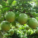 Exotic fruit plants Exotic fruits Exotic fruit plants nursery Exotic nursery Exotic fruit nursery Exotic plants Exotic varieties fruit plants Thai varieties fruit plants Thai varieties plants Thai varieties fruits Gardening fruit plants Gardening fruits Agro nursery West Bengal Agro nursery Nursery Plant nursery Nursery plants Original fruit plants Top quality fruit plants Unique fruit plants Best fruit plants Beautiful fruit plants Latest fruit plants Indian varieties fruit plants Paudhe wale Exotic flora Passion fruit plants