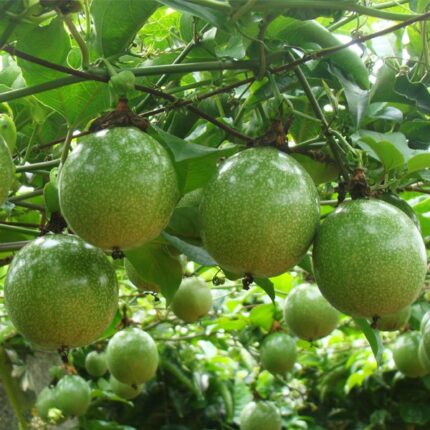 Exotic fruit plants Exotic fruits Exotic fruit plants nursery Exotic nursery Exotic fruit nursery Exotic plants Exotic varieties fruit plants Thai varieties fruit plants Thai varieties plants Thai varieties fruits Gardening fruit plants Gardening fruits Agro nursery West Bengal Agro nursery Nursery Plant nursery Nursery plants Original fruit plants Top quality fruit plants Unique fruit plants Best fruit plants Beautiful fruit plants Latest fruit plants Indian varieties fruit plants Paudhe wale Exotic flora Passion fruit plants