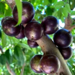 Exotic fruit plants Exotic fruits Exotic fruit plants nursery Exotic nursery Exotic fruit nursery Exotic plants Exotic varieties fruit plants Thai varieties fruit plants Thai varieties plants Thai varieties fruits Gardening fruit plants Gardening fruits Agro nursery West Bengal Agro nursery Nursery Plant nursery Nursery plants Original fruit plants Top quality fruit plants Unique fruit plants Best fruit plants Beautiful fruit plants Latest fruit plants Indian varieties fruit plants Paudhe wale Exotic flora jaboticaba fruit plant