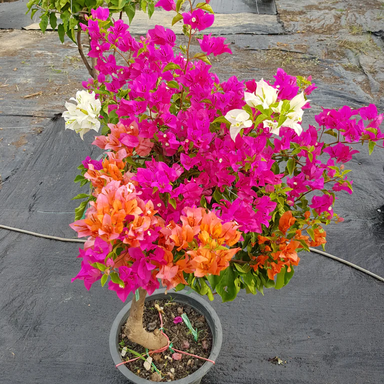 Flower plants
