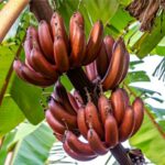 Exotic fruit plants Exotic fruits Exotic fruit plants nursery Exotic nursery Exotic fruit nursery Exotic plants Exotic varieties fruit plants Thai varieties fruit plants Thai varieties plants Thai varieties fruits Gardening fruit plants Gardening fruits Agro nursery West Bengal Agro nursery Nursery Plant nursery Nursery plants Original fruit plants Top quality fruit plants Red Banana fruit plants