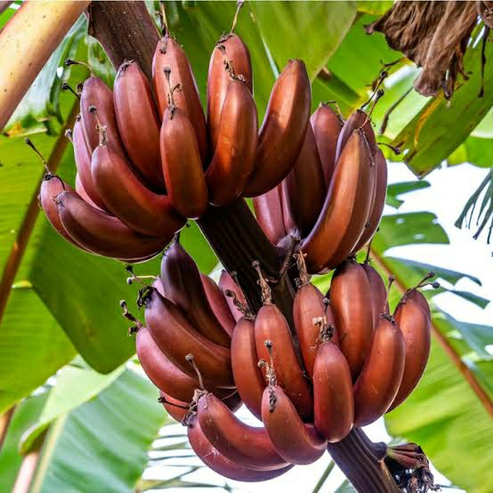 Exotic fruit plants Exotic fruits Exotic fruit plants nursery Exotic nursery Exotic fruit nursery Exotic plants Exotic varieties fruit plants Thai varieties fruit plants Thai varieties plants Thai varieties fruits Gardening fruit plants Gardening fruits Agro nursery West Bengal Agro nursery Nursery Plant nursery Nursery plants Original fruit plants Top quality fruit plants Red Banana fruit plants