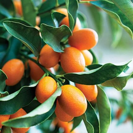 Exotic fruit plants Exotic fruits Exotic fruit plants nursery Exotic nursery Exotic fruit nursery Exotic plants Exotic varieties fruit plants Thai varieties fruit plants Thai varieties plants Thai varieties fruits Gardening fruit plants Gardening fruits Agro nursery West Bengal Agro nursery Nursery Plant nursery Nursery plants Original fruit plants Top quality fruit plants Sweet Lemon fruit plants