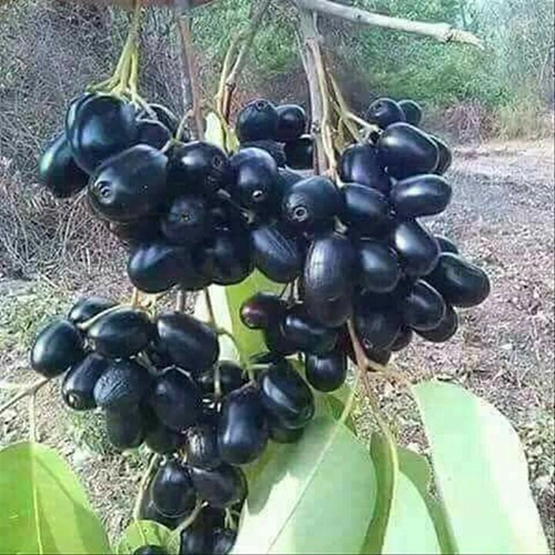 Exotic fruit plants Exotic fruits Exotic fruit plants nursery Exotic nursery Exotic fruit nursery Exotic plants Exotic varieties fruit plants Thai varieties fruit plants Thai varieties plants Thai varieties fruits Gardening fruit plants Gardening fruits Agro nursery West Bengal Agro nursery Nursery Plant nursery Nursery plants Original fruit plants Top quality fruit plants Black Jamun fruit plants