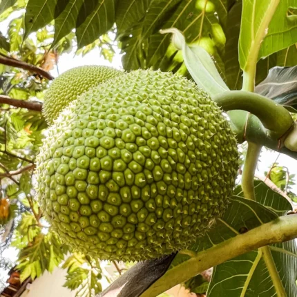 Exotic fruit plants Exotic fruits Exotic fruit plants nursery Exotic nursery Exotic fruit nursery Exotic plants Exotic varieties fruit plants Thai varieties fruit plants Thai varieties plants Thai varieties fruits Gardening fruit plants Gardening fruits Agro nursery West Bengal Agro nursery Nursery Plant nursery Nursery plants Original fruit plants Top quality fruit plants Unique fruit plants Best fruit plants Beautiful fruit plants Latest fruit plants Indian varieties fruit plants Paudhe wale Exotic flora