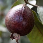 Exotic fruit plants Exotic fruits Exotic fruit plants nursery Exotic nursery Exotic fruit nursery Exotic plants Exotic varieties fruit plants Thai varieties fruit plants Thai varieties plants Thai varieties fruits Gardening fruit plants Gardening fruits Agro nursery West Bengal Agro nursery Nursery Plant nursery Nursery plants Original fruit plants Top quality fruit plants Unique fruit plants Best fruit plants Beautiful fruit plants Latest fruit plants Indian varieties fruit plants Paudhe wale Exotic flora Red guava fruit plants
