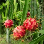 Exotic fruit plants Exotic fruits Exotic fruit plants nursery Exotic nursery Exotic fruit nursery Exotic plants Exotic varieties fruit plants Thai varieties fruit plants Thai varieties plants Thai varieties fruits Gardening fruit plants Gardening fruits Agro nursery West Bengal Agro nursery Nursery Plant nursery Nursery plants Original fruit plants Top quality fruit plants Unique fruit plants Best fruit plants Dragon fruit plants