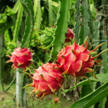 Exotic fruit plants Exotic fruits Exotic fruit plants nursery Exotic nursery Exotic fruit nursery Exotic plants Exotic varieties fruit plants Thai varieties fruit plants Thai varieties plants Thai varieties fruits Gardening fruit plants Gardening fruits Agro nursery West Bengal Agro nursery Nursery Plant nursery Nursery plants Original fruit plants Top quality fruit plants Unique fruit plants Best fruit plants Dragon fruit plants