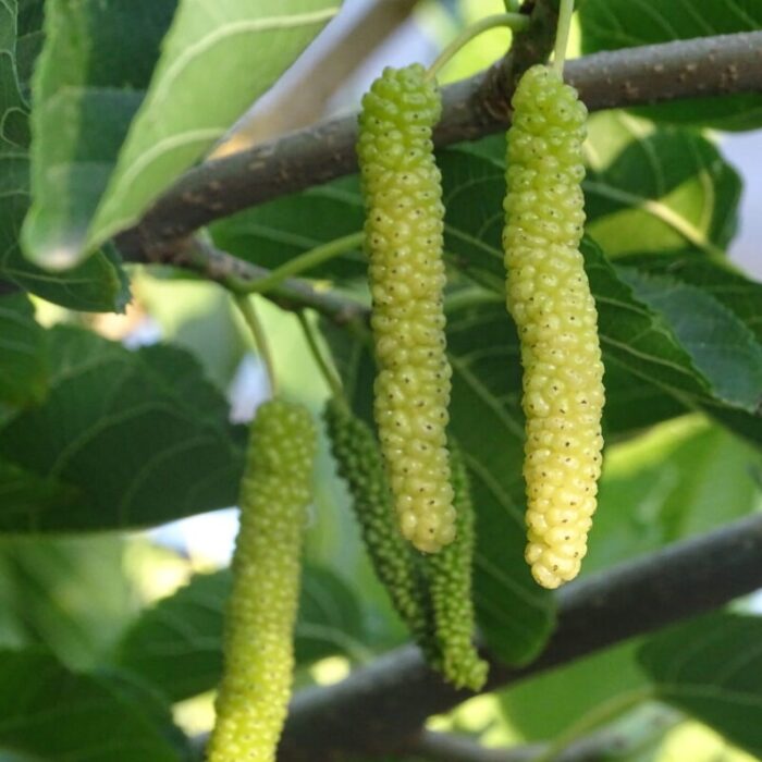 Exotic fruit plants Exotic fruits Exotic fruit plants nursery Exotic nursery Exotic fruit nursery Exotic plants Exotic varieties fruit plants Thai varieties fruit plants Thai varieties plants Thai varieties fruits Gardening fruit plants Gardening fruits Agro nursery West Bengal Agro nursery Nursery Plant nursery Nursery plants Original fruit plants Top quality fruit plants Unique fruit plants Best fruit plants Long Mulberry fruit plants