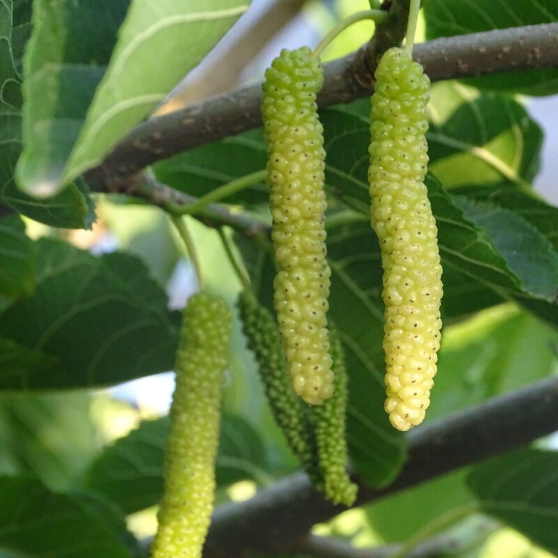 Exotic fruit plants Exotic fruits Exotic fruit plants nursery Exotic nursery Exotic fruit nursery Exotic plants Exotic varieties fruit plants Thai varieties fruit plants Thai varieties plants Thai varieties fruits Gardening fruit plants Gardening fruits Agro nursery West Bengal Agro nursery Nursery Plant nursery Nursery plants Original fruit plants Top quality fruit plants Unique fruit plants Best fruit plants Long Mulberry fruit plants