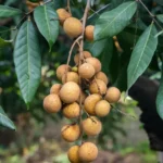 Exotic fruit plants Exotic fruits Exotic fruit plants nursery Exotic nursery Exotic fruit nursery Exotic plants Exotic varieties fruit plants Thai varieties fruit plants Thai varieties plants Thai varieties fruits Gardening fruit plants Gardening fruits Agro nursery West Bengal Agro nursery Nursery Plant nursery Nursery plants Original fruit plants Top quality fruit plants Unique fruit plants Best fruit plants 4 Season Longan fruit plants