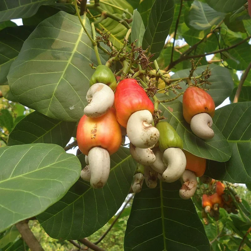 Exotic fruit plants Exotic fruits Exotic fruit plants nursery Exotic nursery Exotic fruit nursery Exotic plants Exotic varieties fruit plants Thai varieties fruit plants Thai varieties plants Thai varieties fruits Gardening fruit plants Gardening fruits Agro nursery West Bengal Agro nursery Nursery Plant nursery Nursery plants Original fruit plants Top quality fruit plants Kaju badam fruit plants