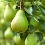 Exotic fruit plants Exotic fruits Exotic fruit plants nursery Exotic nursery Exotic fruit nursery Exotic plants Exotic varieties fruit plants Thai varieties fruit plants Thai varieties plants Thai varieties fruits Gardening fruit plants Gardening fruits Agro nursery West Bengal Agro nursery Nursery Plant nursery Nursery plants Original fruit plants Top quality fruit plants Unique fruit plants Best fruit plants Babugosha fruit plants