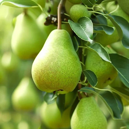 Exotic fruit plants Exotic fruits Exotic fruit plants nursery Exotic nursery Exotic fruit nursery Exotic plants Exotic varieties fruit plants Thai varieties fruit plants Thai varieties plants Thai varieties fruits Gardening fruit plants Gardening fruits Agro nursery West Bengal Agro nursery Nursery Plant nursery Nursery plants Original fruit plants Top quality fruit plants Unique fruit plants Best fruit plants Babugosha fruit plants