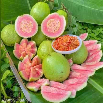 Exotic fruit plants Exotic fruits Exotic fruit plants nursery Exotic nursery Exotic fruit nursery Exotic plants Exotic varieties fruit plants Thai varieties fruit plants Thai varieties plants Thai varieties fruits Gardening fruit plants Gardening fruits Agro nursery West Bengal Agro nursery Nursery Plant nursery Nursery plants Original fruit plants Top quality fruit plants Taiwan pink guava fruit plants