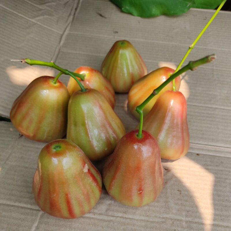 Exotic fruit plants Exotic fruits Exotic fruit plants nursery Exotic nursery Exotic fruit nursery Exotic plants Exotic varieties fruit plants Thai varieties fruit plants Thai varieties plants Thai varieties fruits Gardening fruit plants Gardening fruits Agro nursery West Bengal Agro nursery Nursery Plant nursery Nursery plants Original fruit plants Top quality fruit plants Unique fruit plants Best fruit plants Beautiful fruit plants Latest fruit plants Indian varieties fruit plants Paudhe wale Exotic flora Bali Champa water apple fruit plants