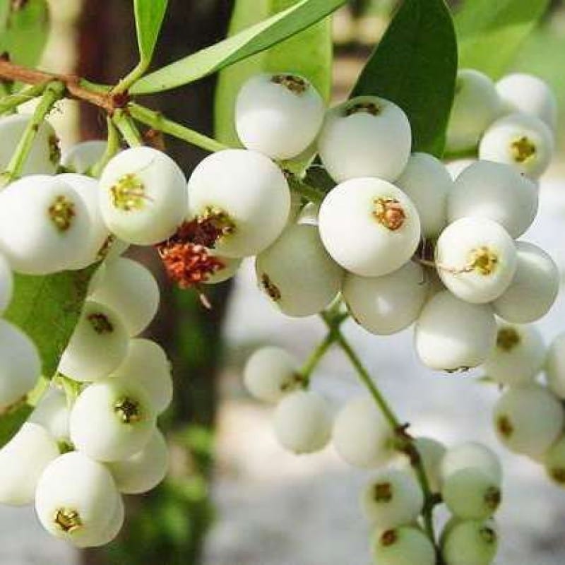 Exotic fruit plants Exotic fruits Exotic fruit plants nursery Exotic nursery Exotic fruit nursery Exotic plants Exotic varieties fruit plants Thai varieties fruit plants Thai varieties plants Thai varieties fruits Gardening fruit plants Gardening fruits Agro nursery West Bengal Agro nursery Nursery Plant nursery Nursery plants Original fruit plants Top quality fruit plants Cat eye fruit plants